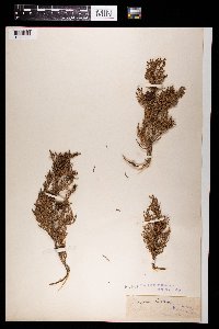 Media resource of Juniperus phoenicea