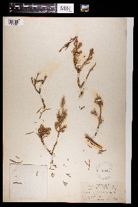 Juniperus phoenicea image