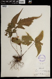 Tectaria heracleifolia image