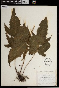 Tectaria heracleifolia image