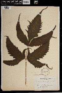 Tectaria heracleifolia image