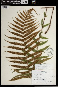 Media resource of Thelypteris dentata