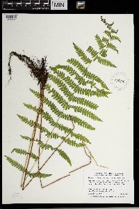 Thelypteris palustris image