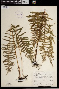 Thelypteris palustris image