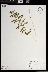 Thelypteris palustris image