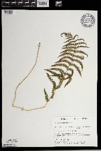 Thelypteris palustris image