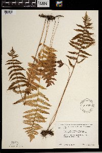 Thelypteris palustris image