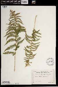 Thelypteris palustris image