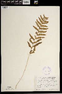Thelypteris palustris image