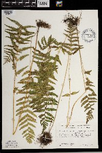 Thelypteris palustris image