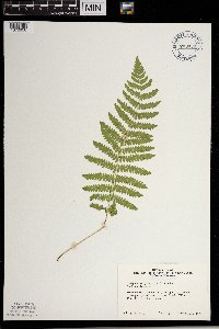 Thelypteris palustris image