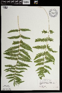 Thelypteris palustris image