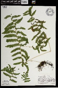 Thelypteris palustris image