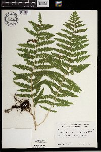 Thelypteris palustris image