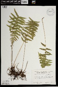 Thelypteris palustris image