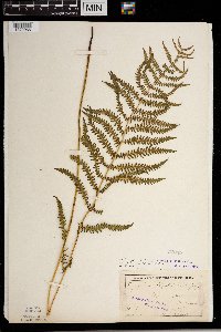 Thelypteris palustris image