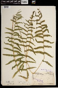 Thelypteris palustris image