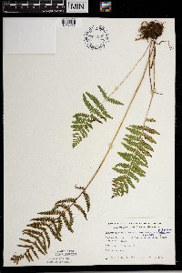 Thelypteris palustris image