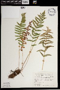 Thelypteris palustris image