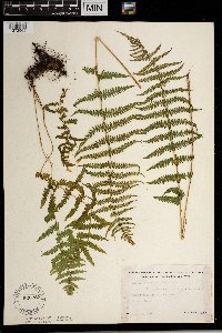 Thelypteris palustris image