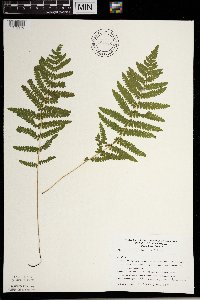 Thelypteris palustris image