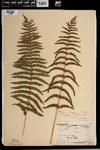 Thelypteris palustris image