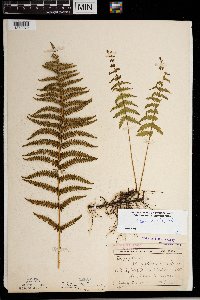 Thelypteris palustris image