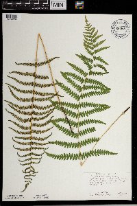 Thelypteris palustris image