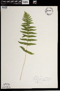 Thelypteris palustris image