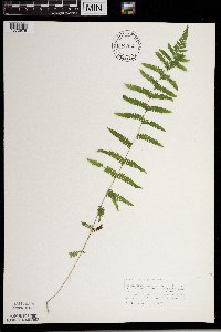 Thelypteris palustris image