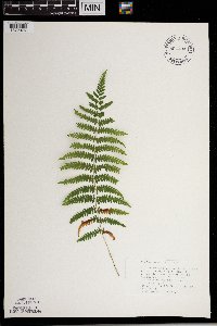 Thelypteris palustris image