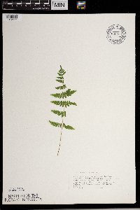 Thelypteris palustris image