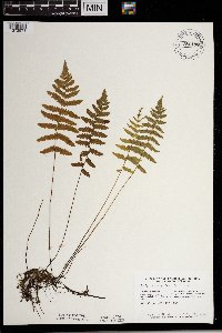 Thelypteris palustris image