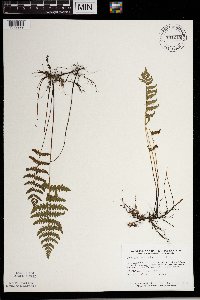 Thelypteris palustris image