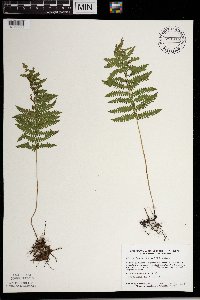 Thelypteris palustris image