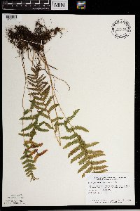 Thelypteris palustris image