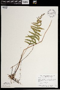Thelypteris palustris var. pubescens image