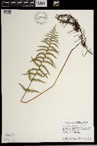 Thelypteris palustris var. pubescens image
