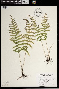 Thelypteris palustris image