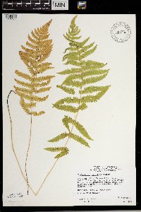 Thelypteris palustris var. pubescens image