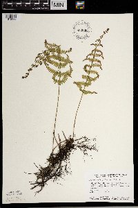 Thelypteris palustris var. pubescens image