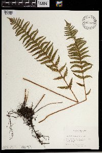Thelypteris palustris image