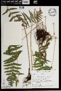 Thelypteris palustris image