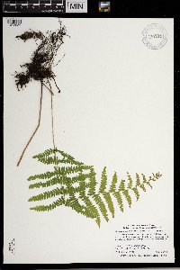 Thelypteris palustris image