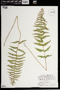 Thelypteris palustris image