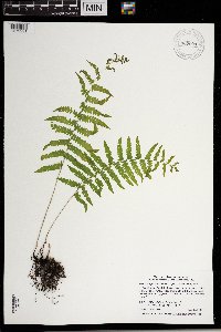 Thelypteris palustris image