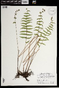 Thelypteris palustris image
