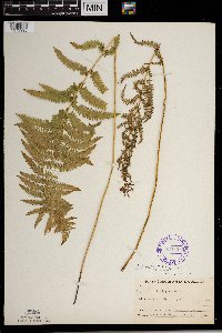 Thelypteris palustris image