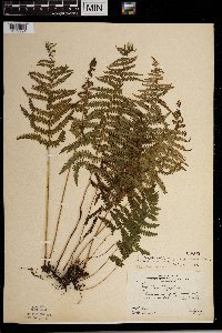 Thelypteris palustris image