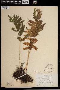 Thelypteris palustris image